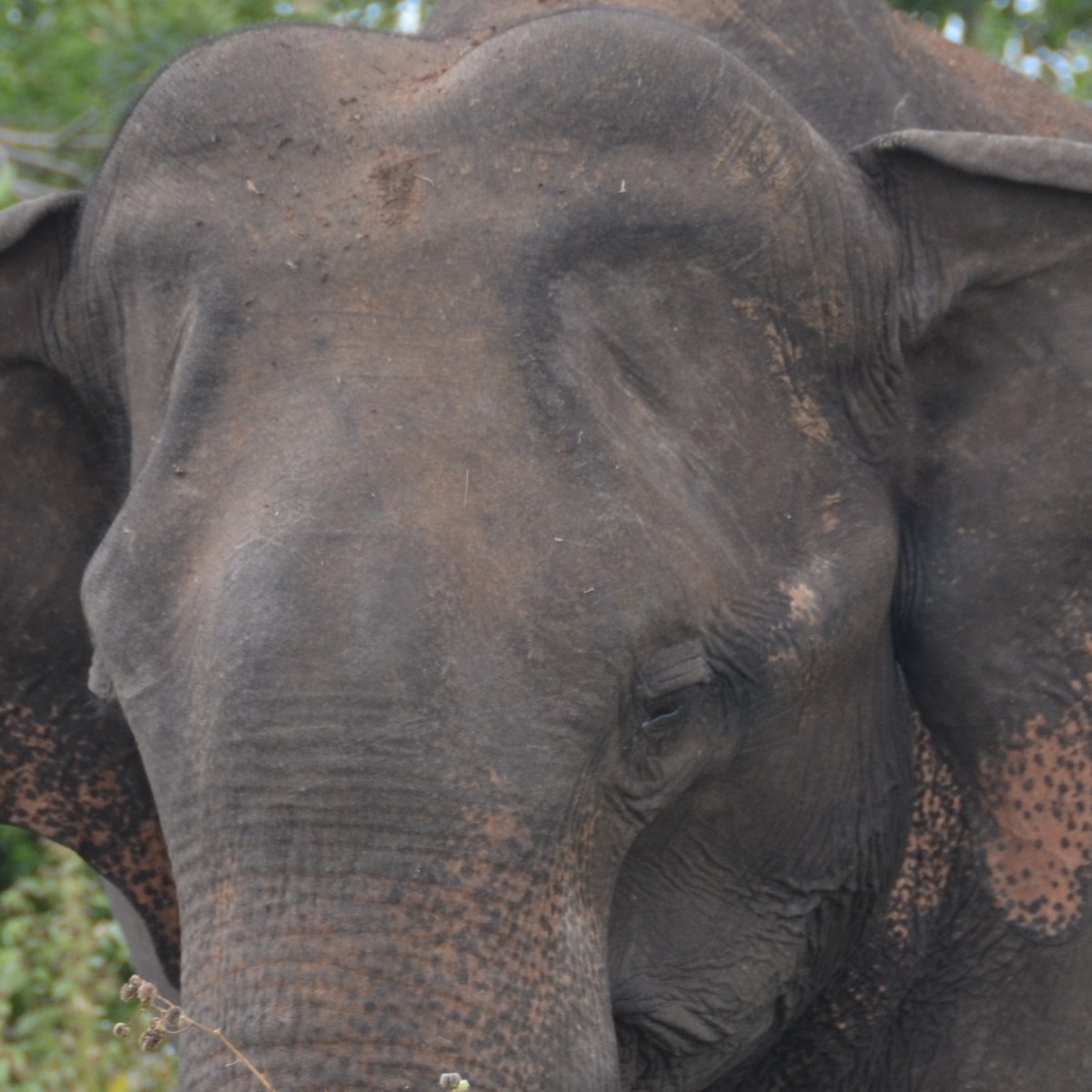 Sri Lanka|Udawalawe National Park: Meet The Mammals