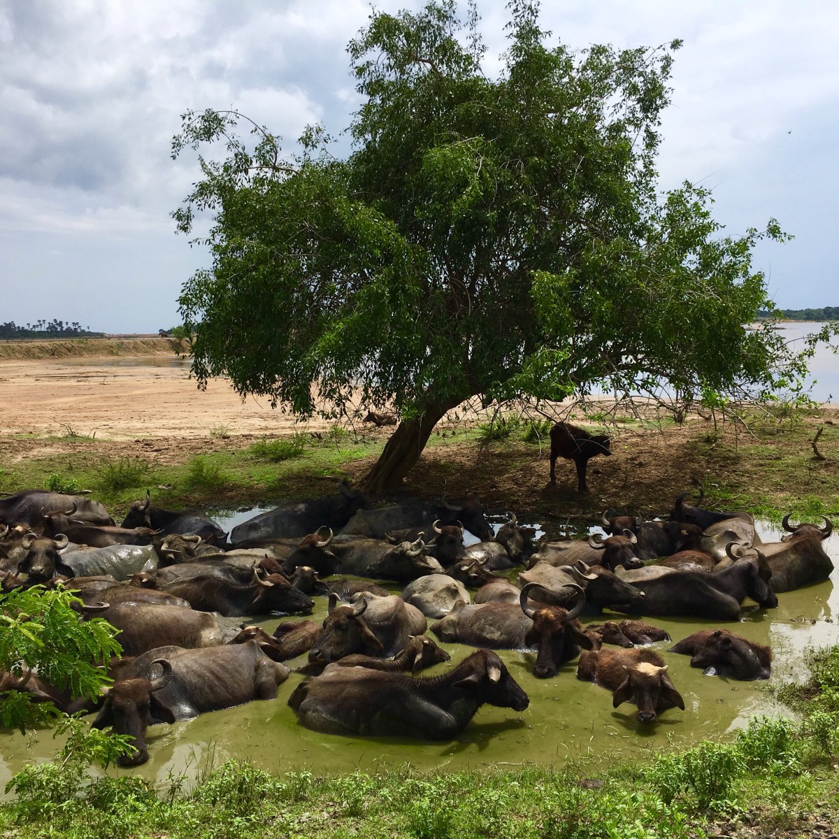 Sri Lanka |Yala Park: Wild Jeeps  in Animals Sanctuary