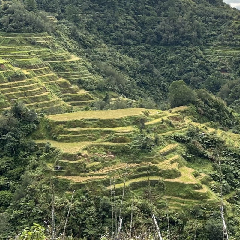 Filipiny | Tarasy ryżowe Ifugao w Banaue, Batad i Hapao