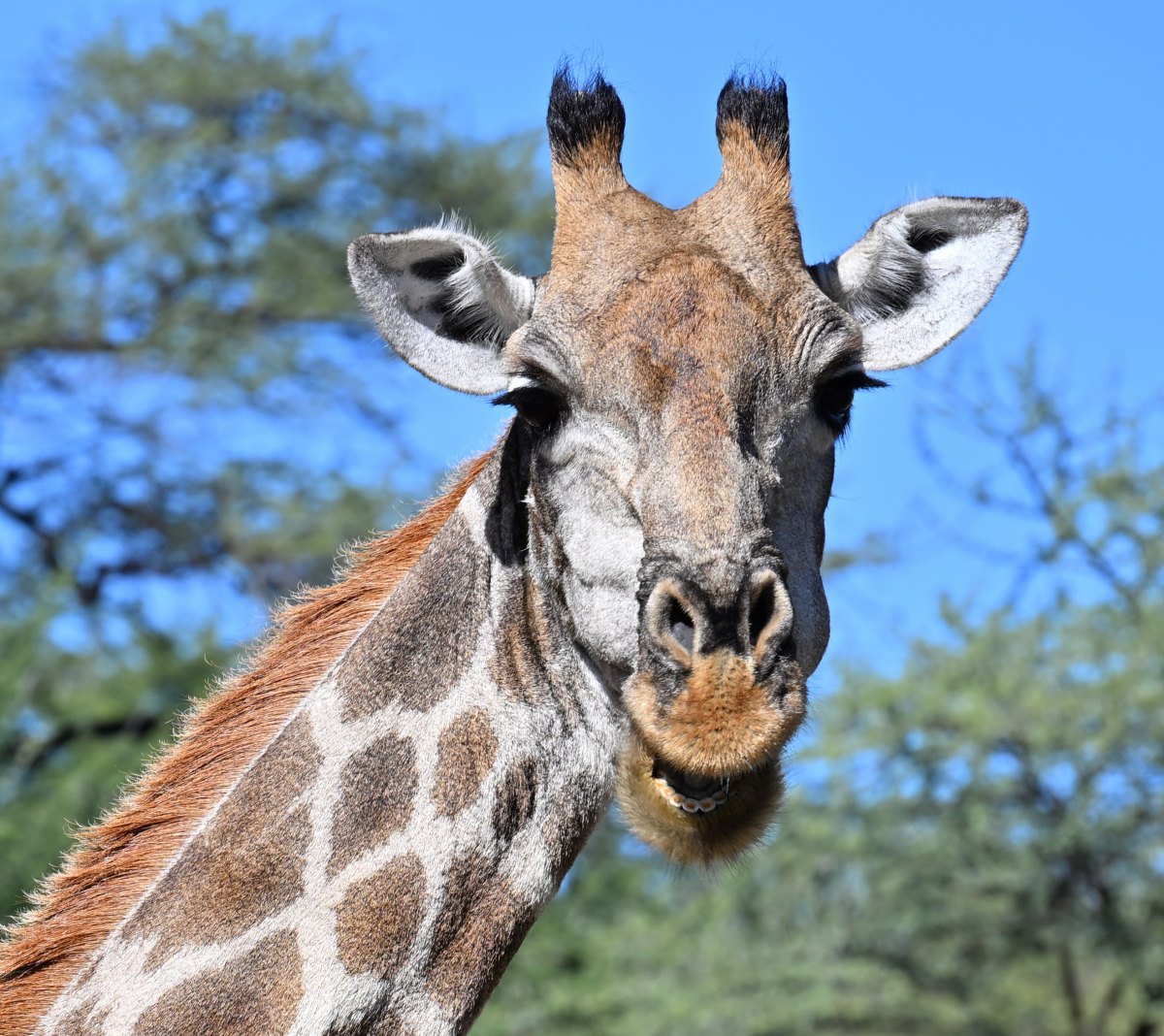 Namibia | Safari w Etosha, Waterberg i Omaruru