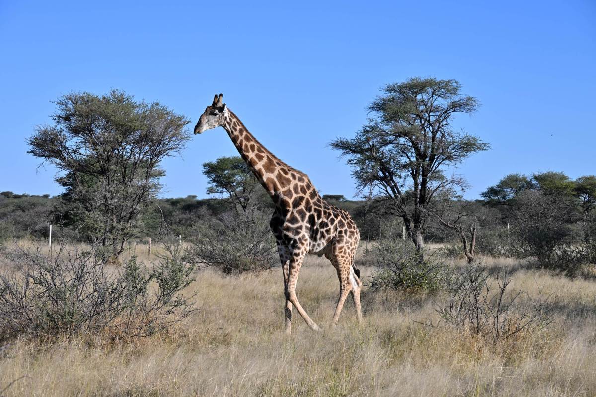 Namibia | Samochodem z namiotem w dwa tygodnie od Sesriem do Epupa Falls