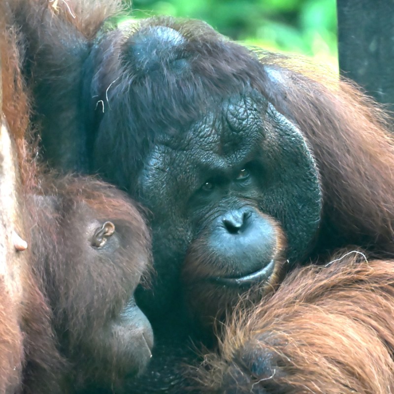 Malezja i Borneo