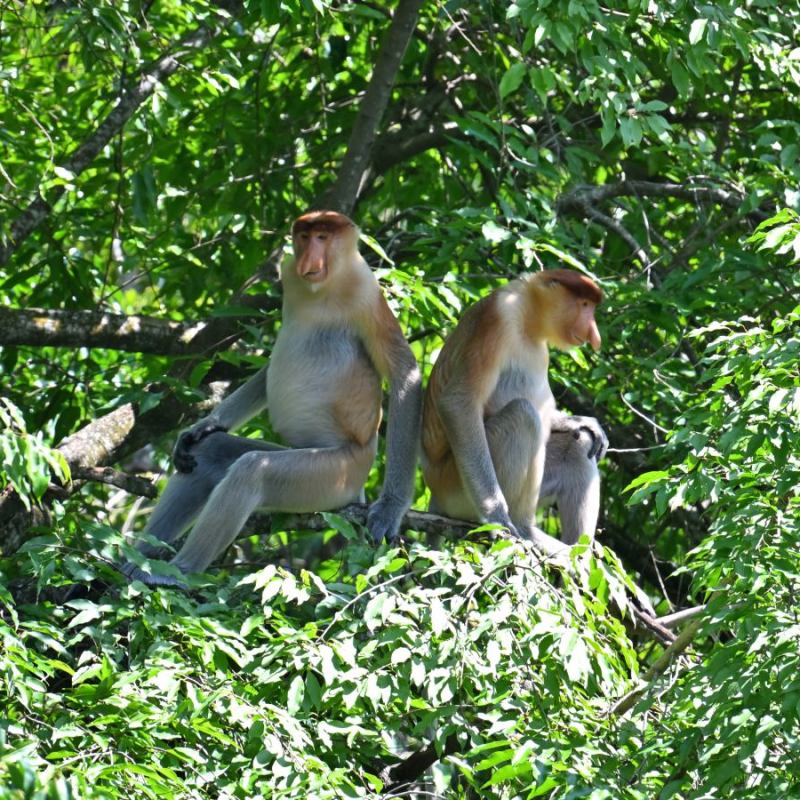 Borneo | Kinabatangan – czy warto tu przyjechać na trzy dni?