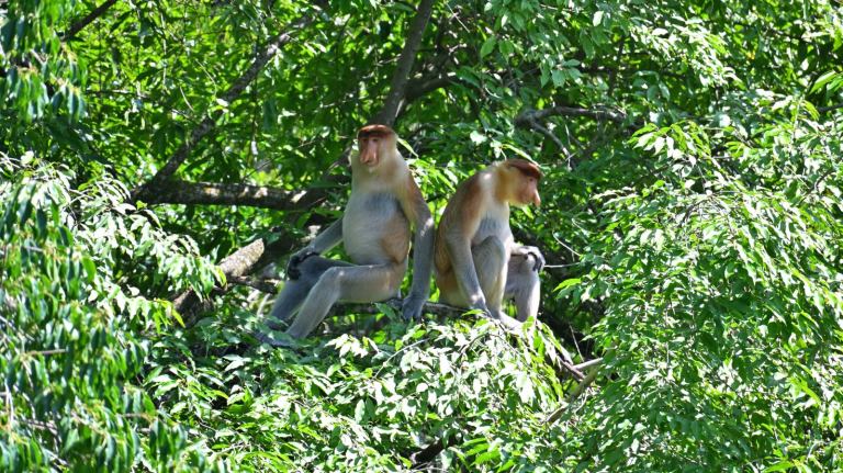 Borneo | Kinabatangan – czy warto tu przyjechać na trzy dni?