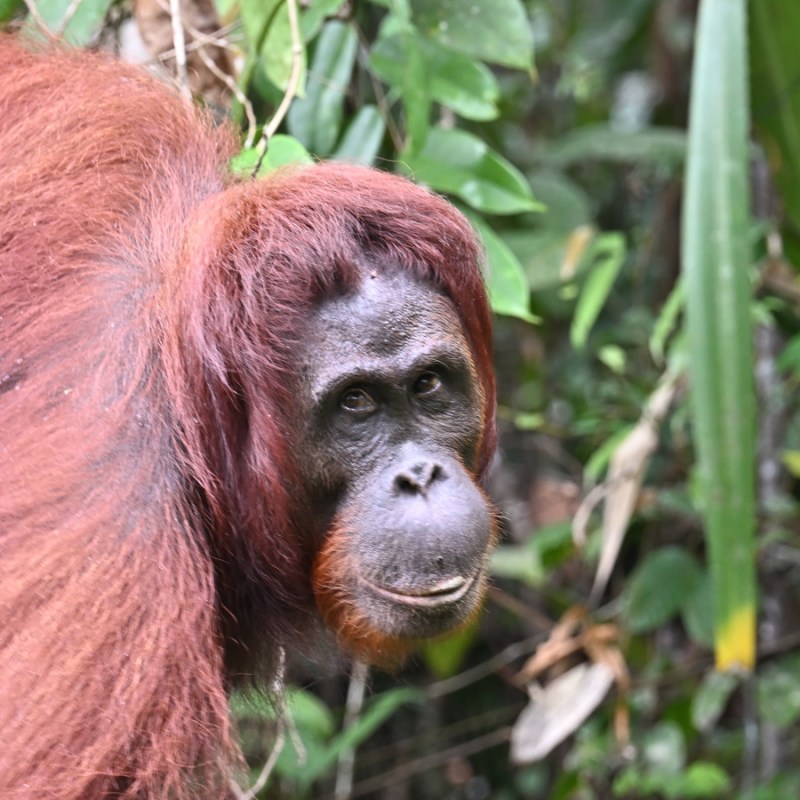 Borneo | Sepilok, czyli co wspólnego mają orangutany z czekoladą